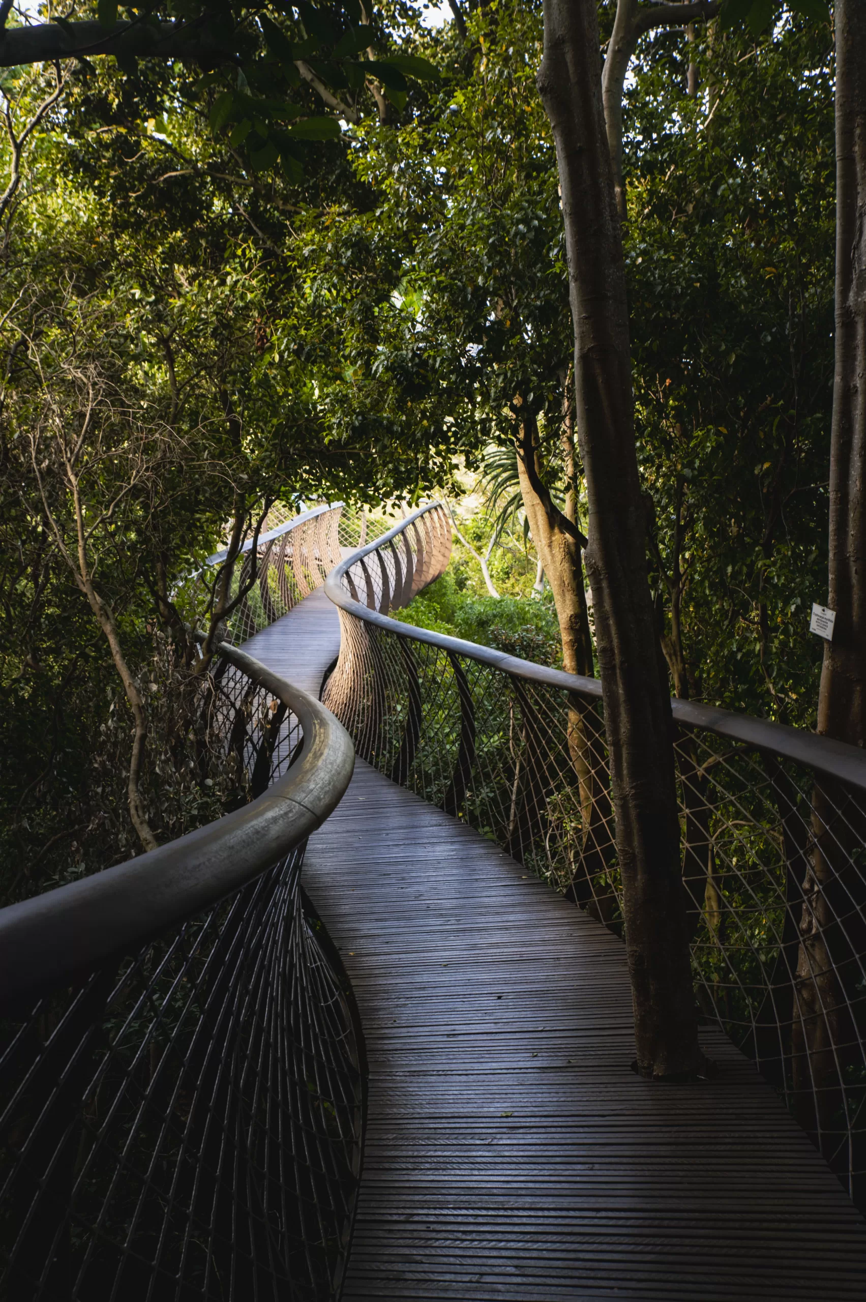 Jardín Botánico Nacional de Kirstenbosch.
Ciudad del Cabo, Sudáfrica
Foto de Riccardo Lopez