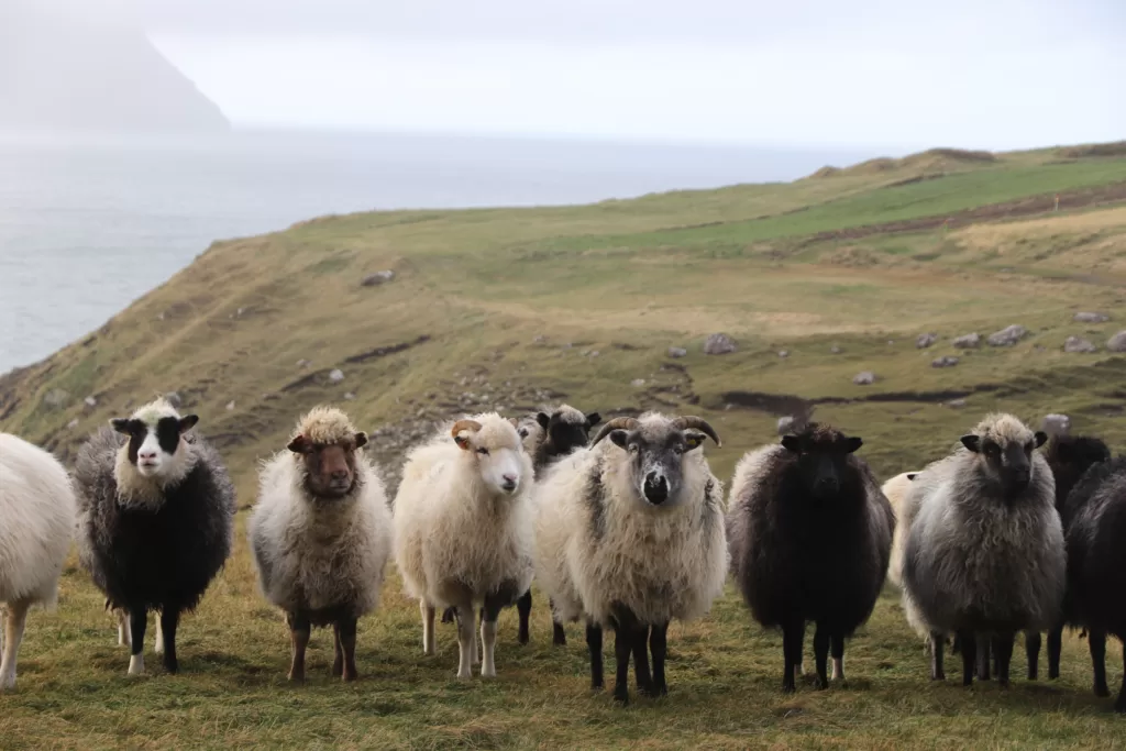 ovejas feroesas mirando a la cámara